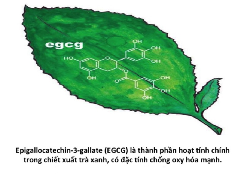 Trà xanh chứa hoạt chất EGCG với khả năng chống oxy hóa mạnh mẽ