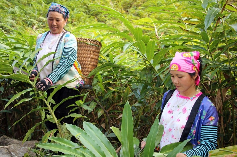 Mô hình trồng cây sa nhân đang mang lại hiệu quả kinh tế cao cho người dân Mường La, tỉnh Sơn La. (Ảnh: NGỌC VÂN)