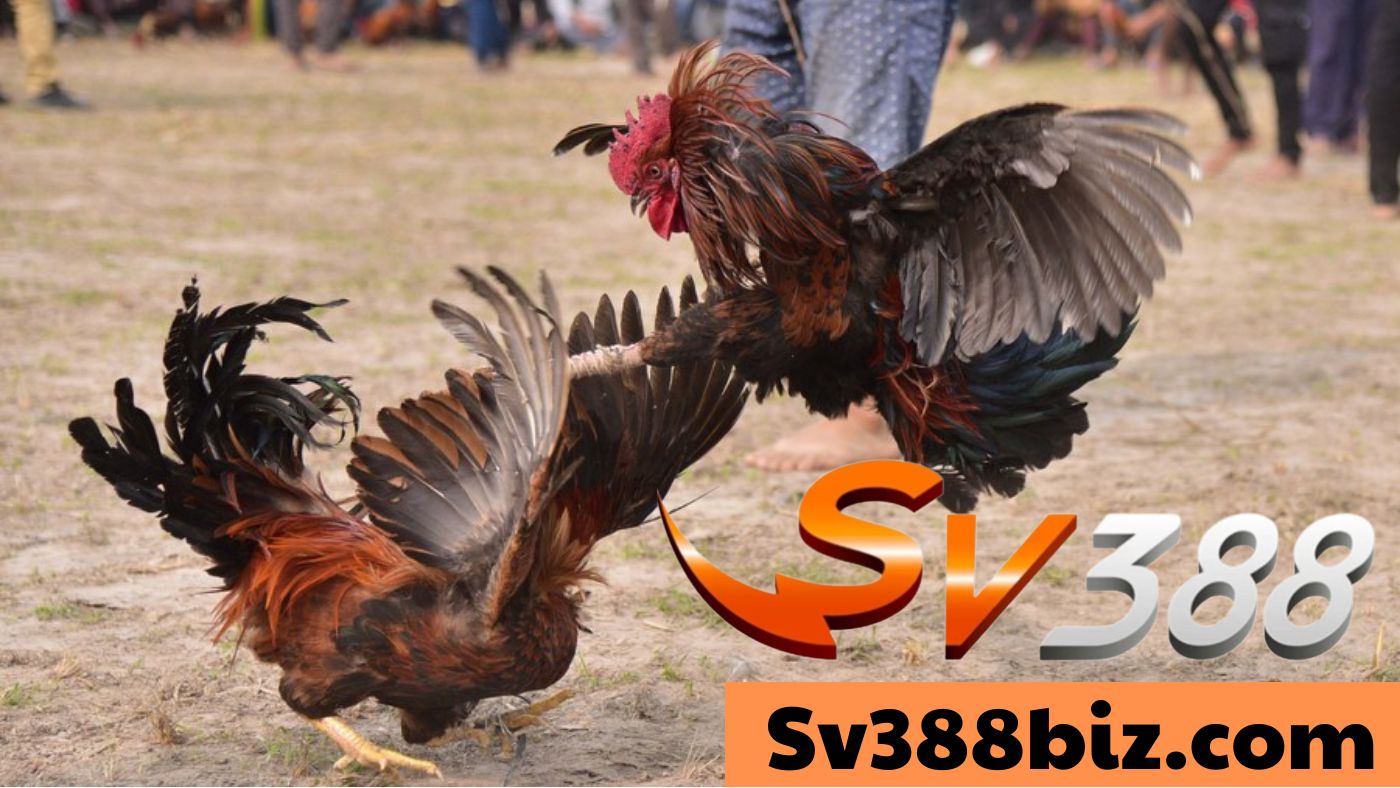 Đá gà sv3888