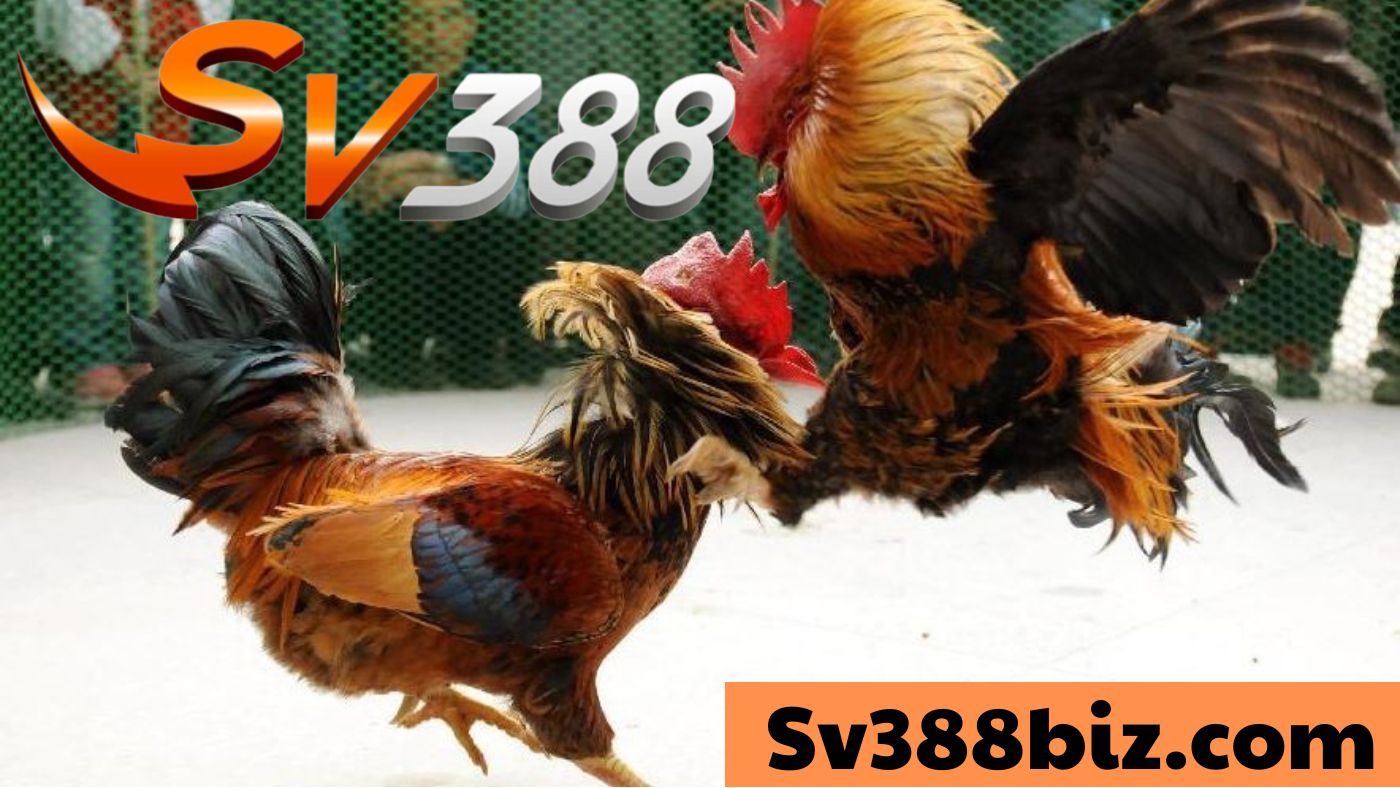Đá gà sv3888