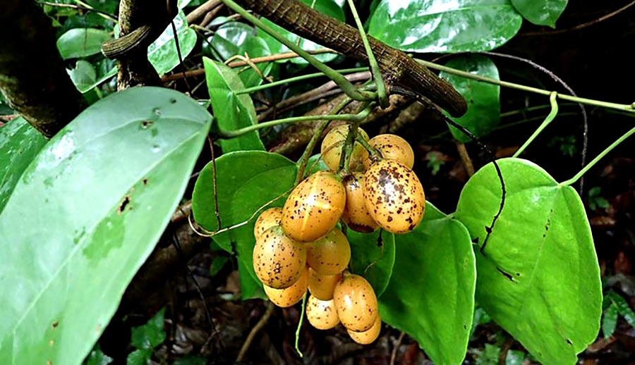 Cây vàng đắng rất phổ biến ở núi rừng đông Nam Bộ, Tây Nguyên Việt Nam