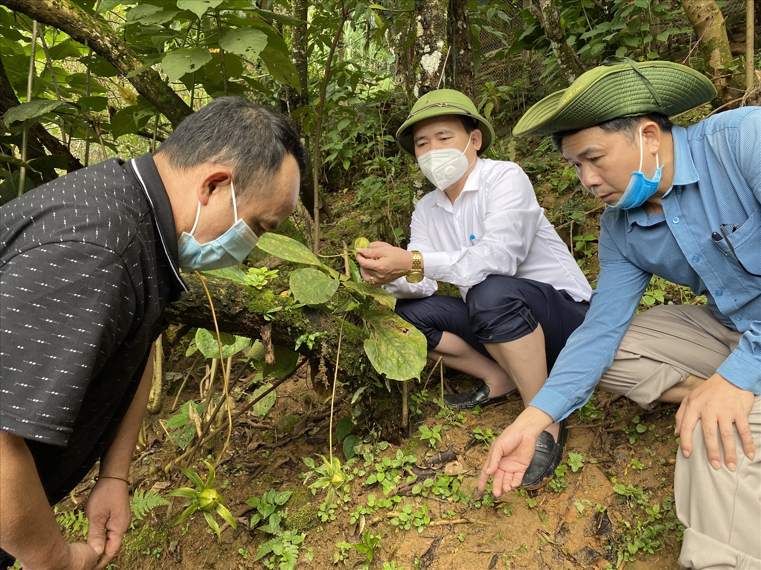 Chủ tịch UBND huyện Kỳ Sơn Nguyễn Hữu Minh (giữa) kiểm tra vườn sâm quý
