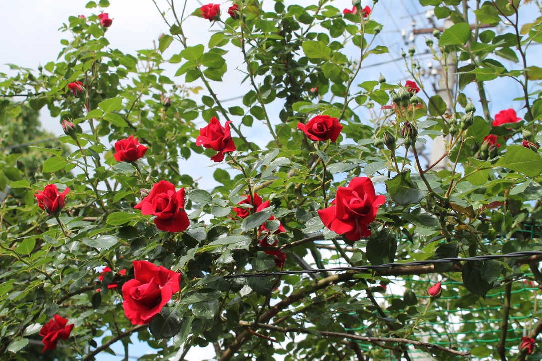 Những bông hoa hồng được hái làm thuốc thường là những đoá hoa mới nở, đem bỏ đài, cuống, phơi trong bóng râm cho khô rồi cất vào lọ kín, không phơi nắng để khỏi tan hương vị của hoa.