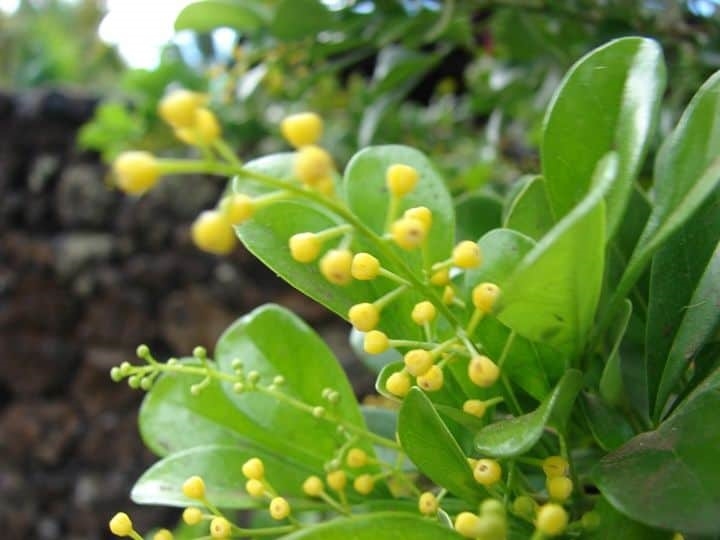 Hoa ngâu nhỏ, màu vàng, mọc thành chùm ở kẽ lá, rất thơm, thường được dùng để ướp trà và làm vị thuốc.